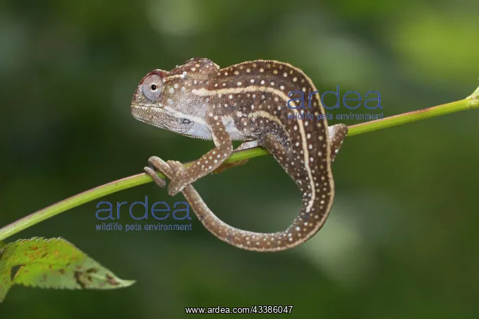 : Jeweled chameleon (Furcifer campani), male, on plant : Jeweled chameleon (Furcifer campani), male, on plant