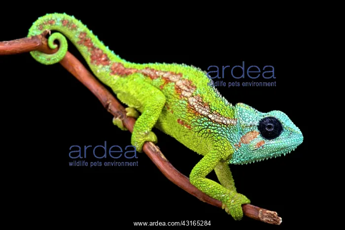: Jeweled chameleon (Trioceros hanangensis) : Jeweled chameleon (Trioceros hanangensis)