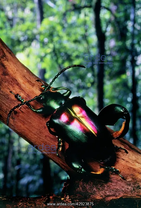 : Jeweled-frog / Scarab Beetle : Jeweled-frog / Scarab Beetle