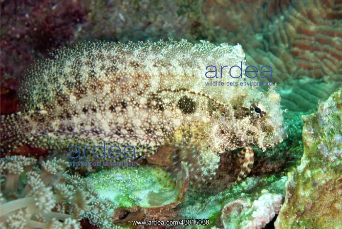  : Jewelled Blenny
