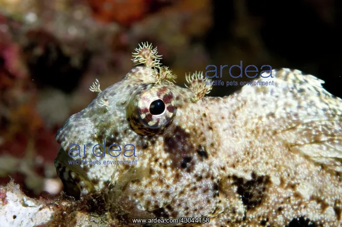  : Jewelled Blenny