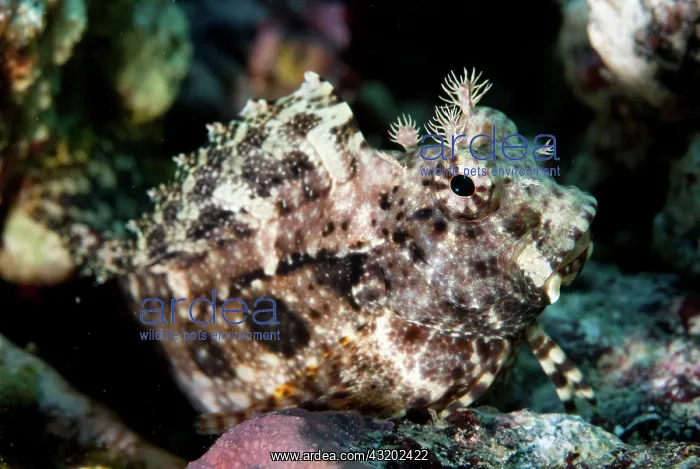 : Jewelled Blenny - Batu Angus dive site, Lembeh Straits : Jewelled Blenny - Batu Angus dive site, Lembeh Straits