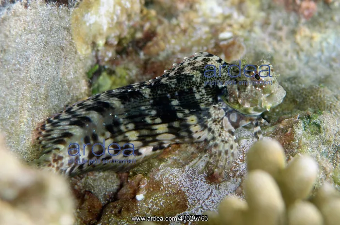 : Jewelled Blenny - Candidasa, Bali, Indonesia, Indian : Jewelled Blenny - Candidasa, Bali, Indonesia, Indian