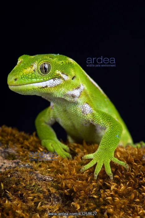 : The Jewelled gecko (Naultinus gemmeus) is a native : The Jewelled gecko (Naultinus gemmeus) is a native