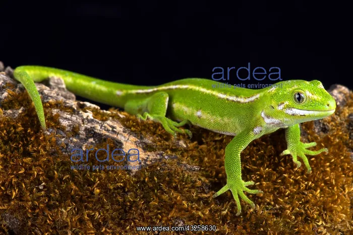 : The Jewelled gecko (Naultinus gemmeus) is a native : The Jewelled gecko (Naultinus gemmeus) is a native