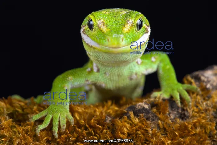 : The Jewelled gecko (Naultinus gemmeus) is a native : The Jewelled gecko (Naultinus gemmeus) is a native