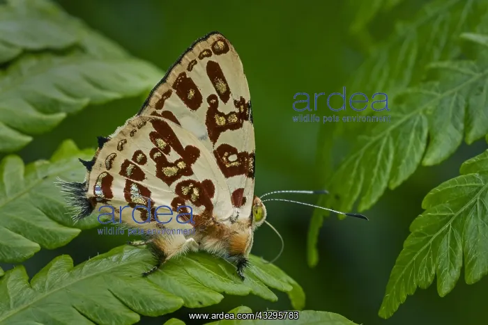 : Jewelmark butterfly (Anteros acheus) Riodinidae : Jewelmark butterfly (Anteros acheus) Riodinidae