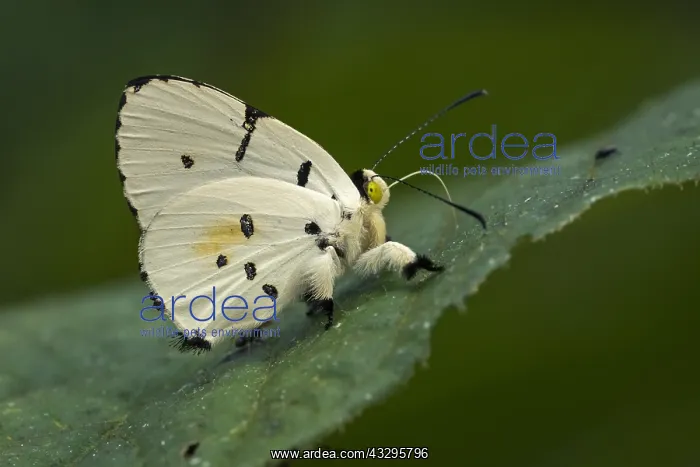 : Jewelmark butterfly (Anteros allectus) Riodinidae : Jewelmark butterfly (Anteros allectus) Riodinidae