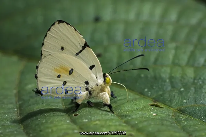 : Jewelmark butterfly (Anteros allectus) Riodinidae : Jewelmark butterfly (Anteros allectus) Riodinidae