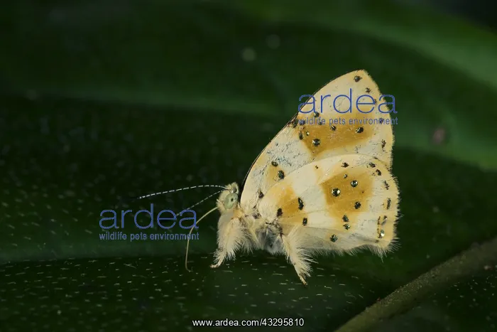  : Jewelmark butterfly (Anteros chrysoprasta) Riodinidae