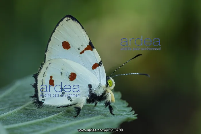 : Jewelmark butterfly (Anteros cruentatus) Riodinidae : Jewelmark butterfly (Anteros cruentatus) Riodinidae