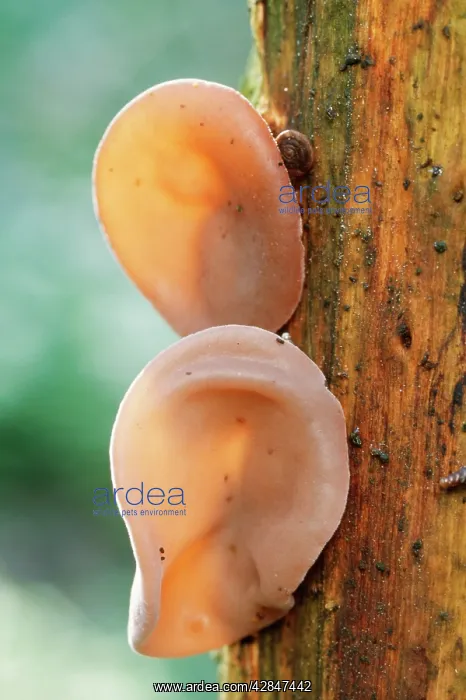 : JewIs Ear FUNGI also known as Jelly Ear Fungi : JewIs Ear FUNGI also known as Jelly Ear Fungi