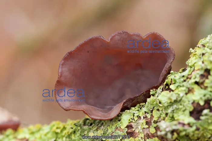 : Jew's ear fungus (Auricularia auricula-judae) growing on dead wood : Jew's ear fungus (Auricularia auricula-judae) growing on dead wood