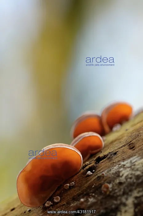 : Jew's ear. group of Jew's ear fungus (Auricularia auricula-judae) on a branch seen : Jew's ear. group of Jew's ear fungus (Auricularia auricula-judae) on a branch seen