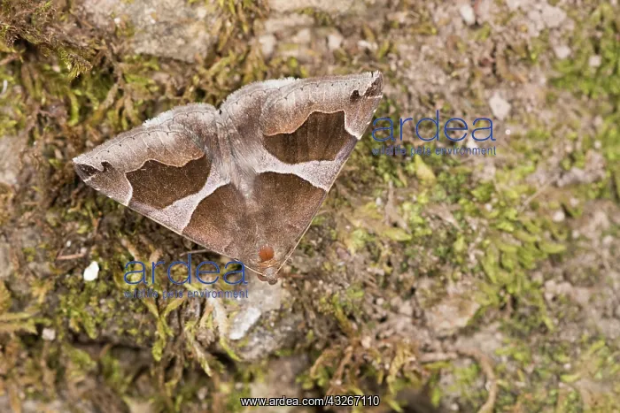 : The jigsaw (Dysgonia torrida) resting on mossy surface : The jigsaw (Dysgonia torrida) resting on mossy surface