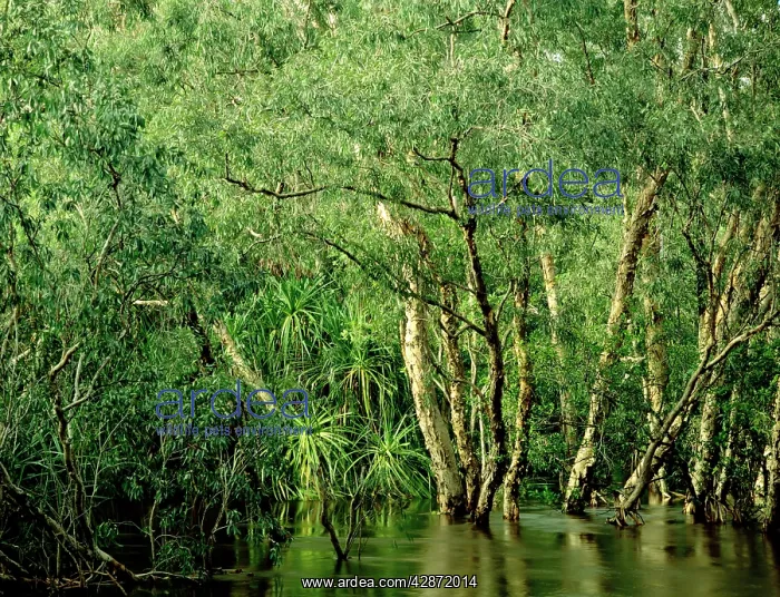 : Jim Jim Creek with Paperbark forest including River : Jim Jim Creek with Paperbark forest including River