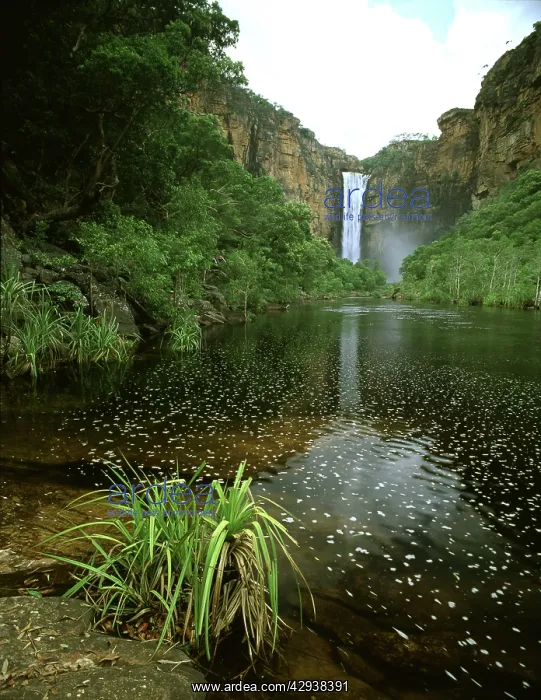 : Jim Jim Falls. and Anbinik Forest. Kakadu National : Jim Jim Falls. and Anbinik Forest. Kakadu National