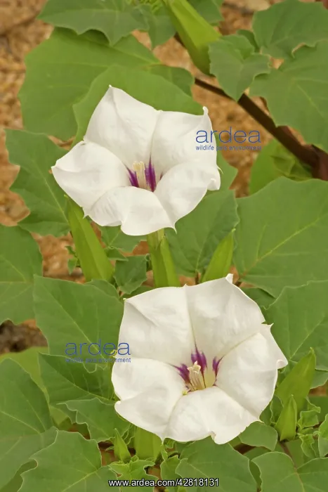 : Jimson Weed Flowers - also called sacred datura : Jimson Weed Flowers - also called sacred datura