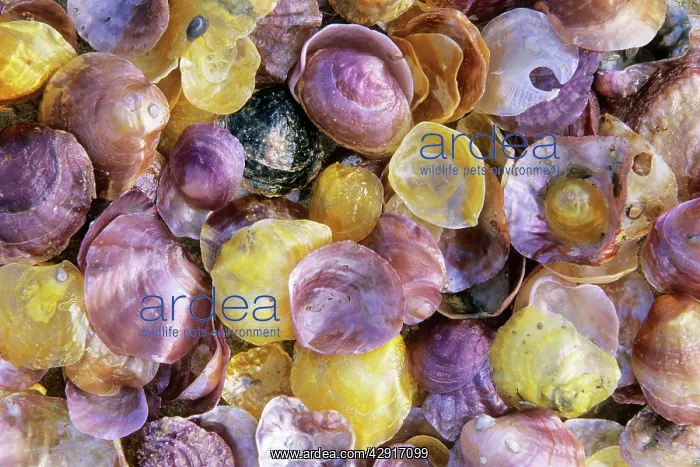 : Jingle shells - Atlantic Shells - close-up : Jingle shells - Atlantic Shells - close-up