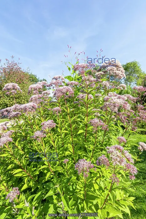 : Joe Pye weed, Eupatorium purpureum ssp. maculatum : Joe Pye weed, Eupatorium purpureum ssp. maculatum