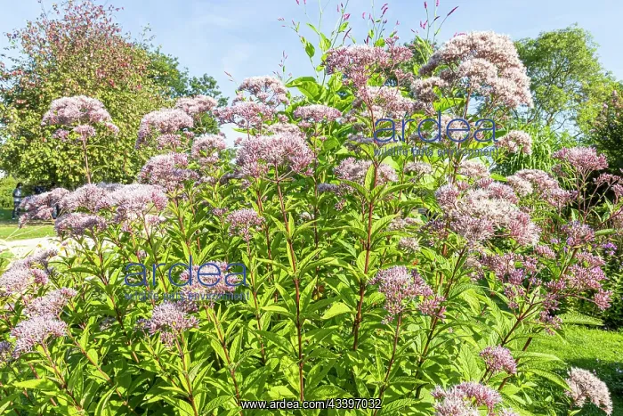 : Joe Pye weed, Eupatorium purpureum ssp. maculatum : Joe Pye weed, Eupatorium purpureum ssp. maculatum