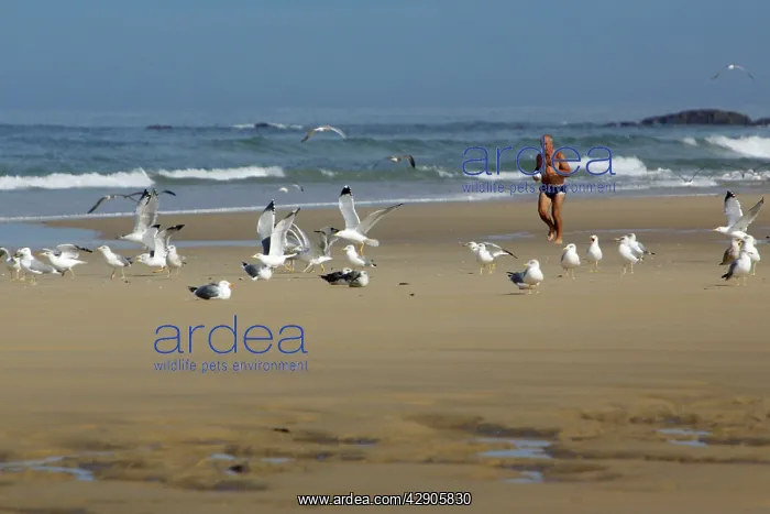 : Jogger - Running on beach : Jogger - Running on beach
