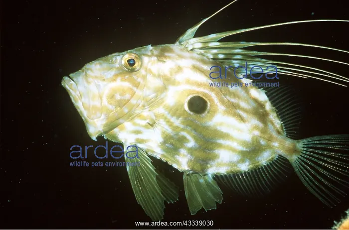 : JOHN DORY - WHOLE BODY : JOHN DORY - WHOLE BODY