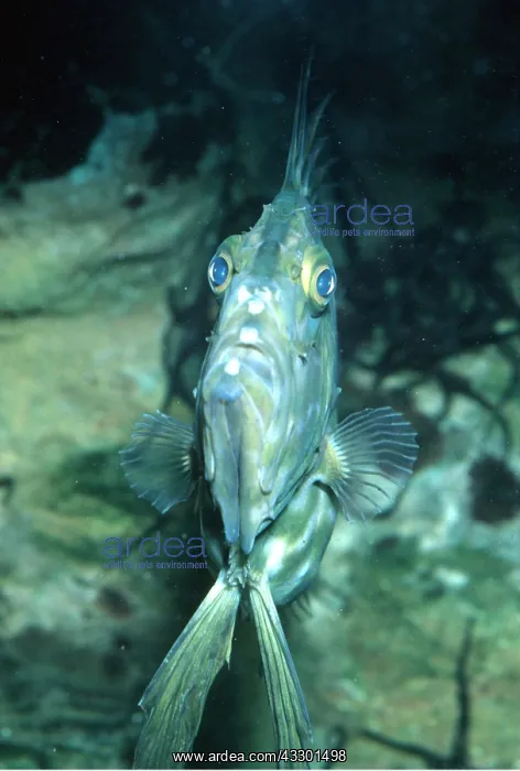 : JOHN DORY - FACE ON VIEW : JOHN DORY - FACE ON VIEW