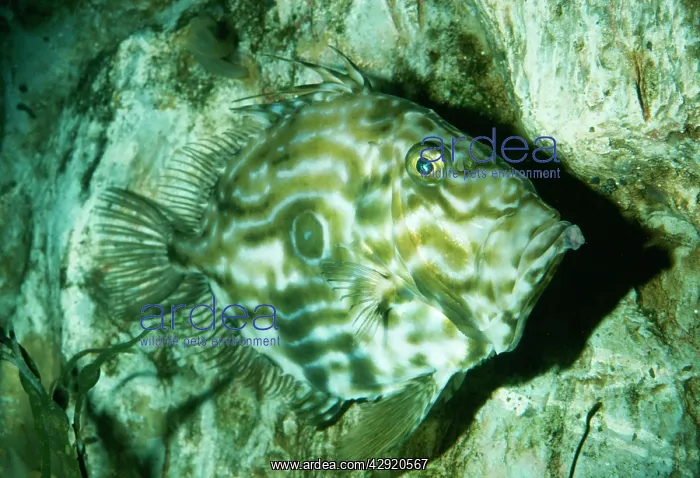 : John Dory Fish : John Dory Fish