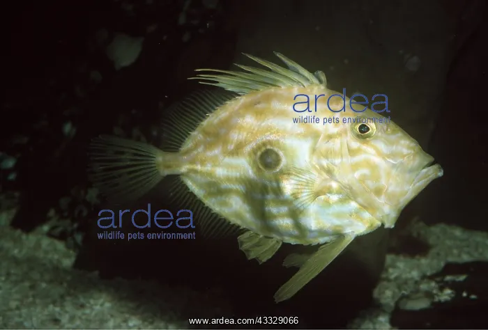 : JOHN DORY FISH : JOHN DORY FISH