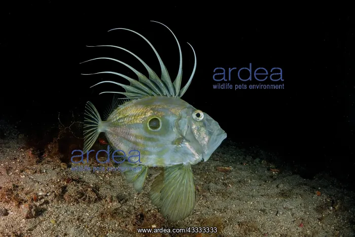 : John Dory, (Zeus Faber), Marine Protected area P : John Dory, (Zeus Faber), Marine Protected area P