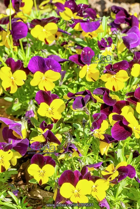  : Johnny Jump Up Horned Pansy (Viola cornuta) Sorbet