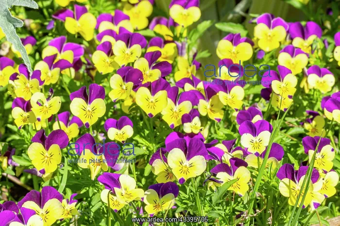: Johnny Jump Up Horned Pansy (Viola cornuta) Sorbet : Johnny Jump Up Horned Pansy (Viola cornuta) Sorbet
