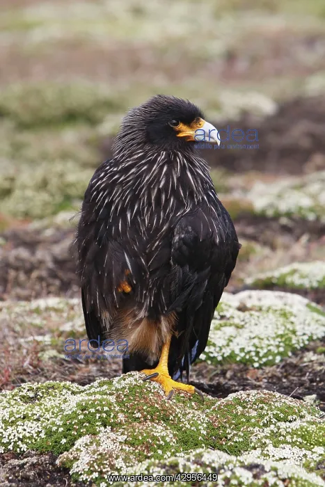 : Johnny Rook / Striated Caracara : Johnny Rook / Striated Caracara
