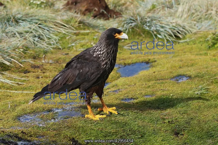 : Johnny Rook / Striated Caracara : Johnny Rook / Striated Caracara