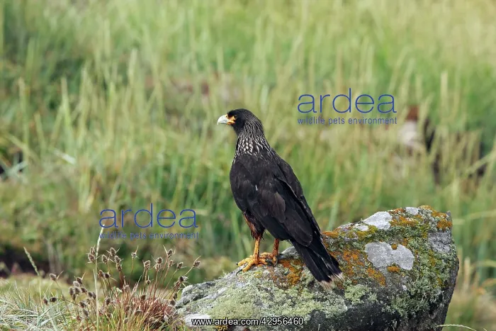 : Johnny Rook / Striated Caracara : Johnny Rook / Striated Caracara