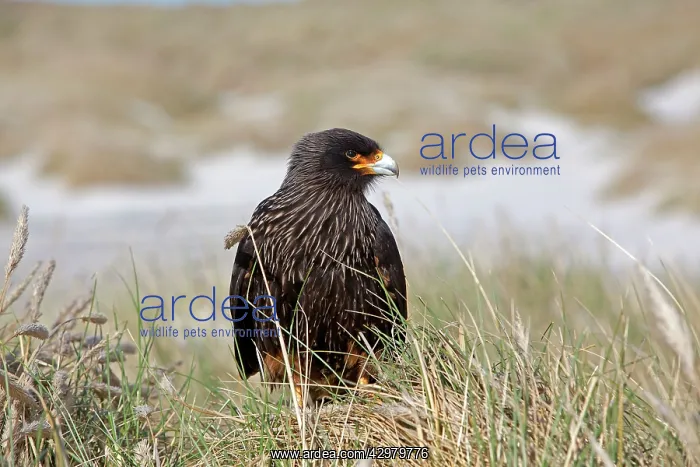 : Johnny Rook / Striated Caracara : Johnny Rook / Striated Caracara