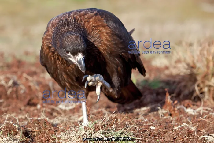 : Johnny Rook / Striated Caracara : Johnny Rook / Striated Caracara