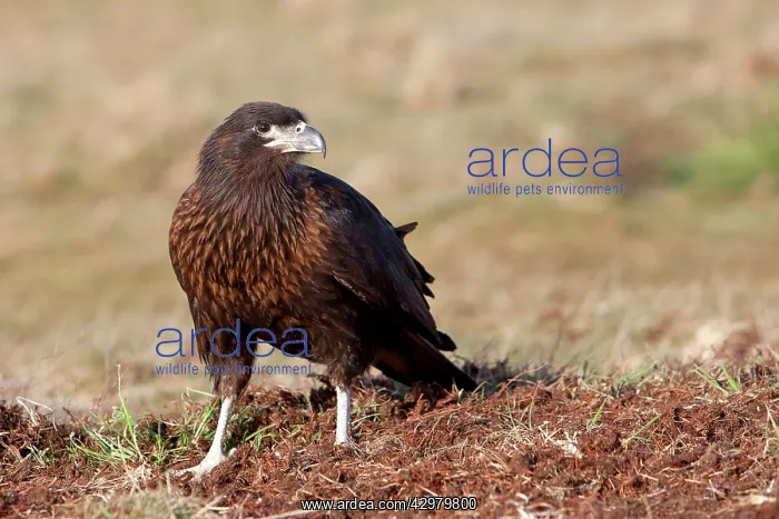 : Johnny Rook / Striated Caracara : Johnny Rook / Striated Caracara