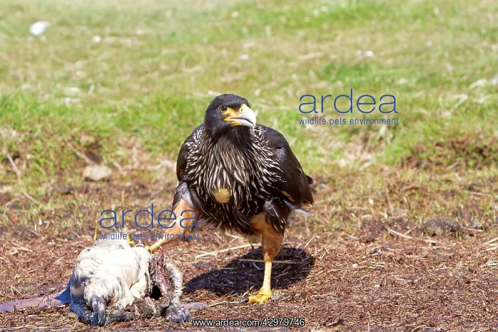 : Johnny Rook / Striated Caracara - on a dead Magellanic : Johnny Rook / Striated Caracara - on a dead Magellanic