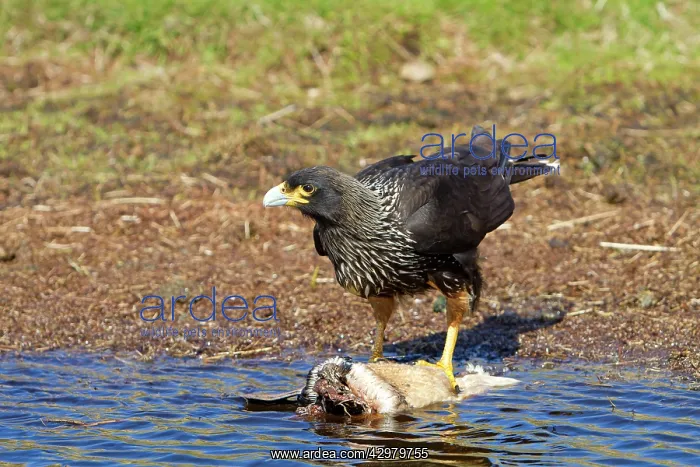 : Johnny Rook / Striated Caracara - on a dead Magellanic : Johnny Rook / Striated Caracara - on a dead Magellanic
