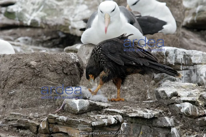: Johnny Rook / Striated Caracara - eating a Black-browed : Johnny Rook / Striated Caracara - eating a Black-browed