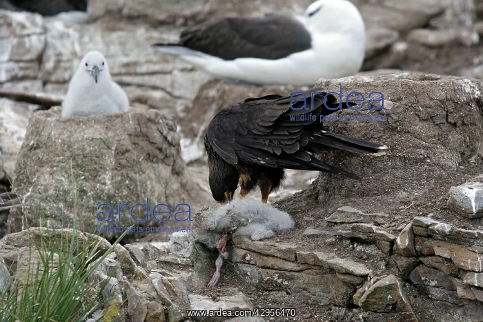 : Johnny Rook / Striated Caracara - eating a Black-browed : Johnny Rook / Striated Caracara - eating a Black-browed