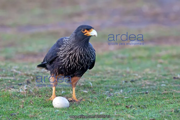 : Johnny Rook / Striated Caracara - with egg : Johnny Rook / Striated Caracara - with egg