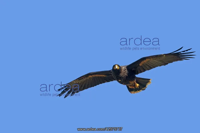 : Johnny Rook / Striated Caracara - in flight : Johnny Rook / Striated Caracara - in flight