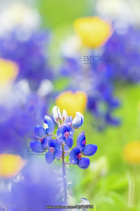  : Johnson City, Texas, USA. Bluebonnet wildflowers