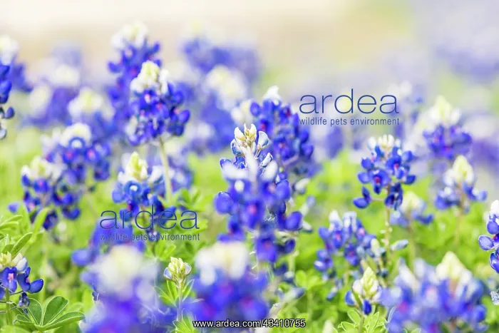 : Johnson City, Texas, USA. Bluebonnet wildflowers : Johnson City, Texas, USA. Bluebonnet wildflowers