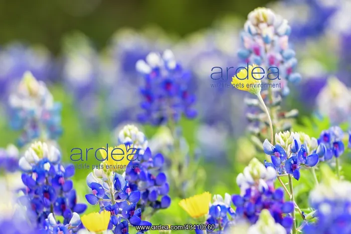 : Johnson City, Texas, USA. Bluebonnet wildflowers : Johnson City, Texas, USA. Bluebonnet wildflowers