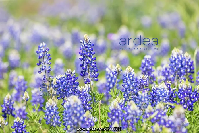 : Johnson City, Texas, USA. Bluebonnet wildflowers : Johnson City, Texas, USA. Bluebonnet wildflowers