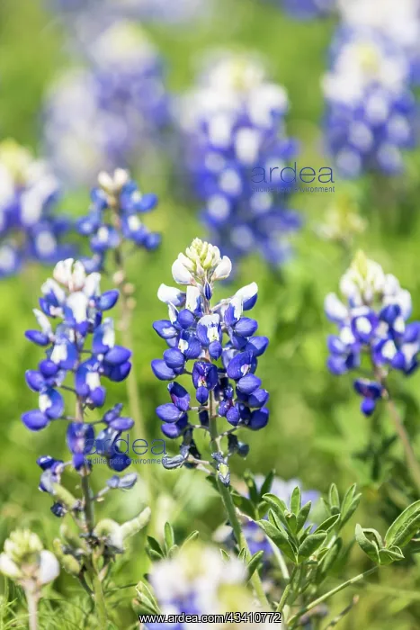 : Johnson City, Texas, USA. Bluebonnet wildflowers : Johnson City, Texas, USA. Bluebonnet wildflowers